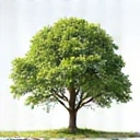 Icona di albero che cresce o linea di tendenza positiva